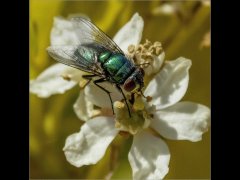 Colin Donaldson - Greenbottle - Highly Commended.jpg